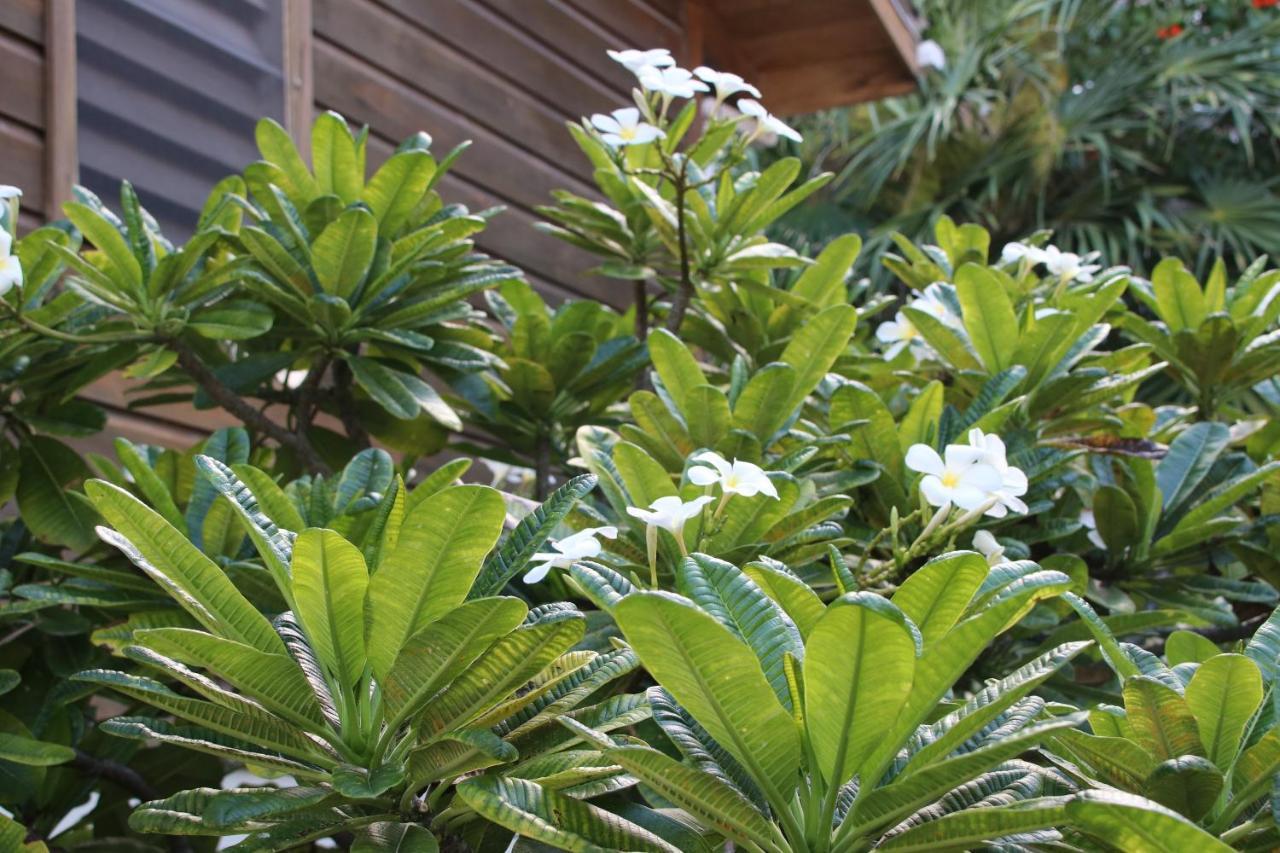 Amanda'S Place Casa Amancer - Sea View, Pool And Tropical Garden キー・カーカー エクステリア 写真