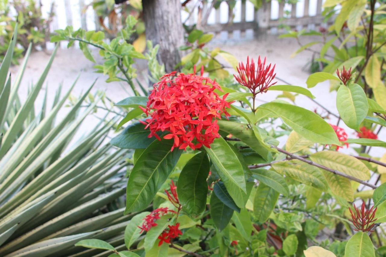 Amanda'S Place Casa Amancer - Sea View, Pool And Tropical Garden キー・カーカー エクステリア 写真