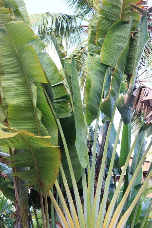 Amanda'S Place Casa Amancer - Sea View, Pool And Tropical Garden キー・カーカー エクステリア 写真