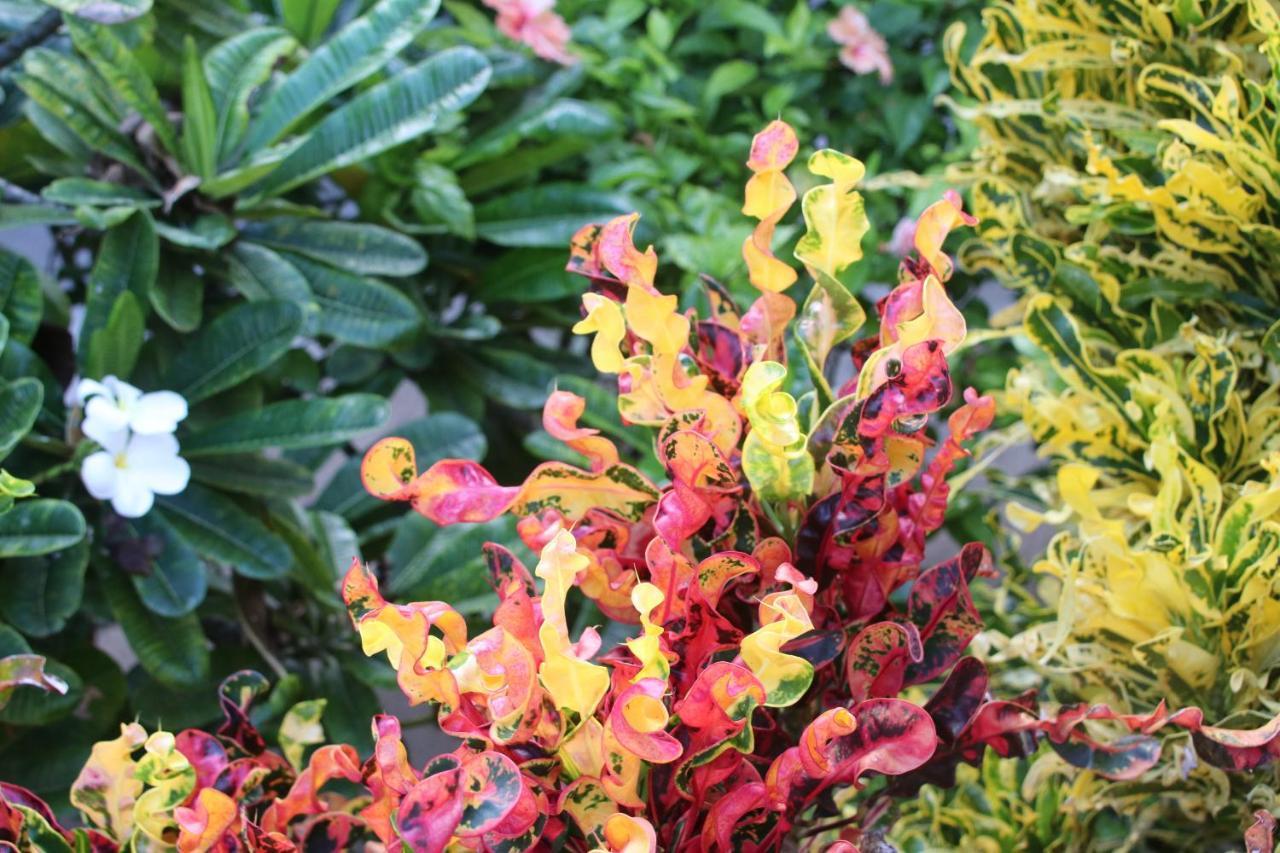 Amanda'S Place Casa Amancer - Sea View, Pool And Tropical Garden キー・カーカー エクステリア 写真