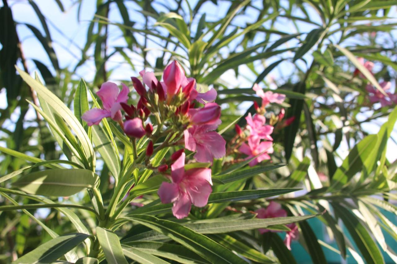 Amanda'S Place Casa Amancer - Sea View, Pool And Tropical Garden キー・カーカー エクステリア 写真