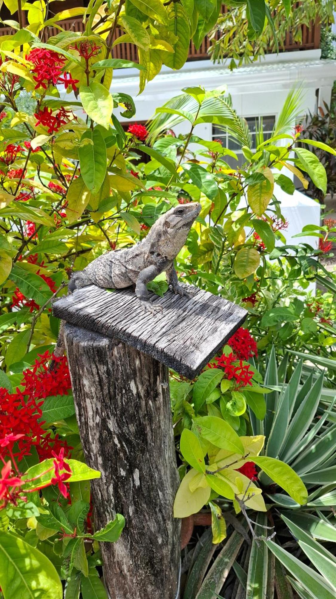 Amanda'S Place Casa Amancer - Sea View, Pool And Tropical Garden キー・カーカー エクステリア 写真